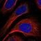 Glycine Cleavage System Protein H antibody, NBP1-85842, Novus Biologicals, Immunocytochemistry image 