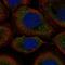 UPF2 Regulator Of Nonsense Mediated MRNA Decay antibody, HPA067008, Atlas Antibodies, Immunofluorescence image 