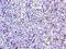 CD6 Molecule antibody, LS-C377247, Lifespan Biosciences, Immunohistochemistry frozen image 