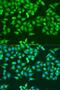 Ribonucleotide Reductase Catalytic Subunit M1 antibody, LS-C748401, Lifespan Biosciences, Immunofluorescence image 