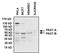 Paired Box 7 antibody, PA1-117, Invitrogen Antibodies, Western Blot image 