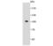 Golgi Membrane Protein 1 antibody, A02975-1, Boster Biological Technology, Western Blot image 