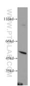 Proline-Serine-Threonine Phosphatase Interacting Protein 1 antibody, 11951-1-AP, Proteintech Group, Western Blot image 