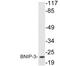 BCL2 Interacting Protein 3 antibody, LS-C177604, Lifespan Biosciences, Western Blot image 