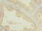 Solute Carrier Family 7 Member 14 antibody, LS-C378687, Lifespan Biosciences, Immunohistochemistry frozen image 