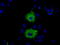 Myo-Inositol Oxygenase antibody, M06957, Boster Biological Technology, Immunofluorescence image 