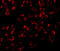 TNF Receptor Associated Factor 6 antibody, 3129, ProSci Inc, Immunofluorescence image 