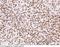 Sirtuin 1 antibody, 11748-MM04, Sino Biological, Immunohistochemistry frozen image 