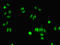 FGF1 Intracellular Binding Protein antibody, LS-C369620, Lifespan Biosciences, Immunofluorescence image 