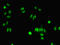 Acidic fibroblast growth factor intracellular-binding protein antibody, LS-C369620, Lifespan Biosciences, Immunofluorescence image 