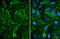 Erythrocyte Membrane Protein Band 4.1 Like 3 antibody, GTX101805, GeneTex, Immunocytochemistry image 