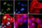 Insulin Receptor Substrate 1 antibody, 710780, Invitrogen Antibodies, Immunofluorescence image 