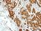 BCL2 Like 15 antibody, LS-C186181, Lifespan Biosciences, Immunohistochemistry frozen image 