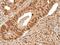 Death Effector Domain Containing 2 antibody, PA5-67526, Invitrogen Antibodies, Immunohistochemistry frozen image 