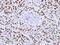 Heterogeneous Nuclear Ribonucleoprotein F antibody, NBP1-33607, Novus Biologicals, Immunohistochemistry frozen image 