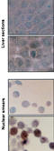 Heat Shock Protein Family A (Hsp70) Member 8 antibody, LS-C108953, Lifespan Biosciences, Immunohistochemistry paraffin image 