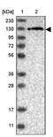 Ubiquitin Specific Peptidase 48 antibody, PA5-56320, Invitrogen Antibodies, Western Blot image 