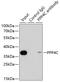 Protein Phosphatase 4 Catalytic Subunit antibody, 15-048, ProSci, Immunoprecipitation image 