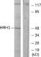 Histamine Receptor H3 antibody, LS-C120731, Lifespan Biosciences, Western Blot image 