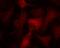 Protein Kinase AMP-Activated Catalytic Subunit Alpha 1 antibody, GTX50863, GeneTex, Immunofluorescence image 