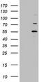 TIMELESS-interacting protein antibody, CF802978, Origene, Western Blot image 