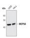 WD Repeat Domain 77 antibody, PA5-17151, Invitrogen Antibodies, Western Blot image 