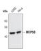 WD Repeat Domain 77 antibody, PA5-17151, Invitrogen Antibodies, Western Blot image 