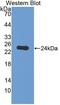 Guanidinoacetate N-Methyltransferase antibody, LS-C374499, Lifespan Biosciences, Western Blot image 