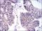 Kinesin Family Member 22 antibody, NBP2-37550, Novus Biologicals, Immunohistochemistry frozen image 