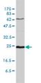 Stromal cell-derived factor 2 antibody, H00006388-M01, Novus Biologicals, Western Blot image 