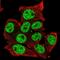 Transcription Factor Like 5 antibody, NBP2-49174, Novus Biologicals, Immunofluorescence image 