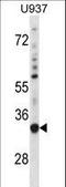 Sorting Nexin 15 antibody, LS-C161365, Lifespan Biosciences, Western Blot image 