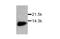 Macrophage Migration Inhibitory Factor antibody, GTX27207, GeneTex, Western Blot image 