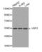 Ubiquitin Specific Peptidase 3 antibody, abx001255, Abbexa, Western Blot image 