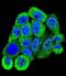 Tyrosine 3-Monooxygenase/Tryptophan 5-Monooxygenase Activation Protein Beta antibody, LS-C101305, Lifespan Biosciences, Immunofluorescence image 