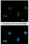 PiggyBac Transposable Element Derived 1 antibody, PA5-31490, Invitrogen Antibodies, Immunofluorescence image 