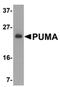 BCL2 Binding Component 3 antibody, PA5-20008, Invitrogen Antibodies, Western Blot image 