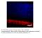 Guanylyl cyclase GC-E antibody, MBS540093, MyBioSource, Immunofluorescence image 
