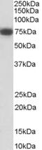 Nerve Growth Factor Receptor antibody, LS-C34662, Lifespan Biosciences, Western Blot image 