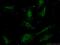 Mitogen-Activated Protein Kinase Kinase 7 antibody, 55030-1-AP, Proteintech Group, Immunofluorescence image 