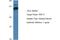 Kiaa0239 antibody, A12993, Boster Biological Technology, Western Blot image 