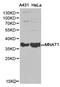MNAT1 Component Of CDK Activating Kinase antibody, LS-C192838, Lifespan Biosciences, Western Blot image 