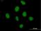 CWC27 Spliceosome Associated Cyclophilin antibody, H00010283-B01P, Novus Biologicals, Immunofluorescence image 