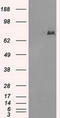 Cytochrome P450 Oxidoreductase antibody, LS-C784378, Lifespan Biosciences, Western Blot image 