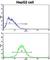 FTH1 antibody, abx033043, Abbexa, Western Blot image 