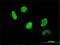 Upstream Transcription Factor 2, C-Fos Interacting antibody, H00007392-M02, Novus Biologicals, Immunocytochemistry image 