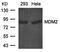 Coiled-coil domain-containing protein 106 antibody, orb43380, Biorbyt, Western Blot image 