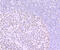 IKAROS Family Zinc Finger 1 antibody, GTX01051, GeneTex, Immunohistochemistry paraffin image 