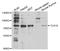 Toll Like Receptor 10 antibody, STJ28415, St John