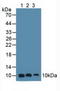 Calcyclin antibody, LS-C303275, Lifespan Biosciences, Western Blot image 